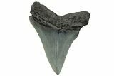 Serrated, Juvenile Megalodon Tooth - South Carolina #293908-1